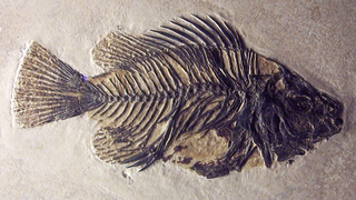 The Sixth Mass Extinction Will Be Like Nothing In Earth's History